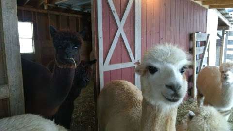 Serendipity Farm Alpacas & Llamas and Store